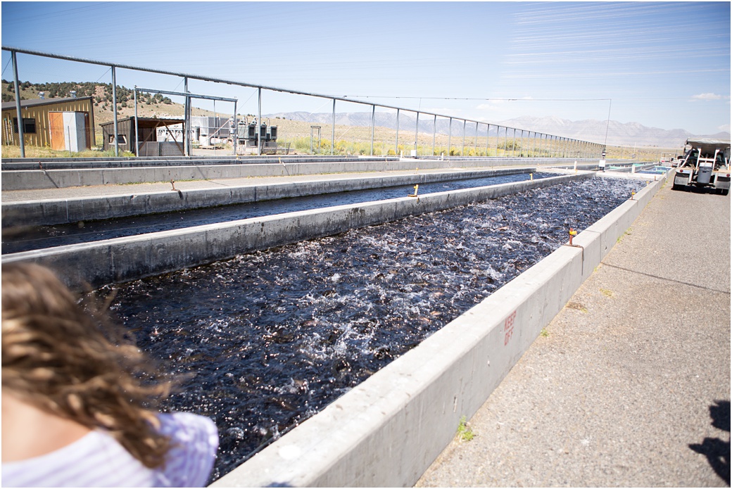 Mammoth Fish Hatchery | Aubrey Rae