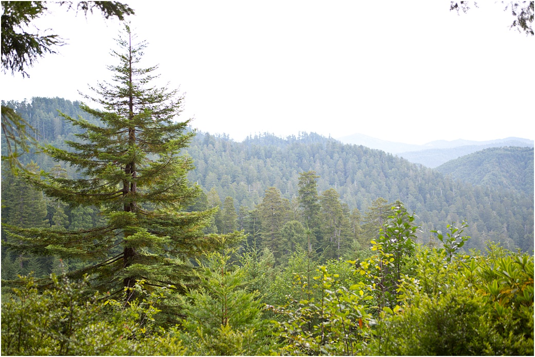 Trees of Mystery California | Aubrey Rae