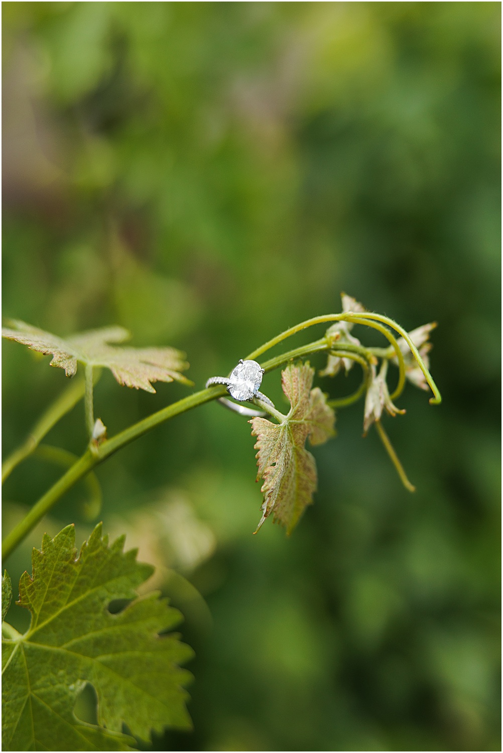 Surprise Proposal, engagement ring on vines 