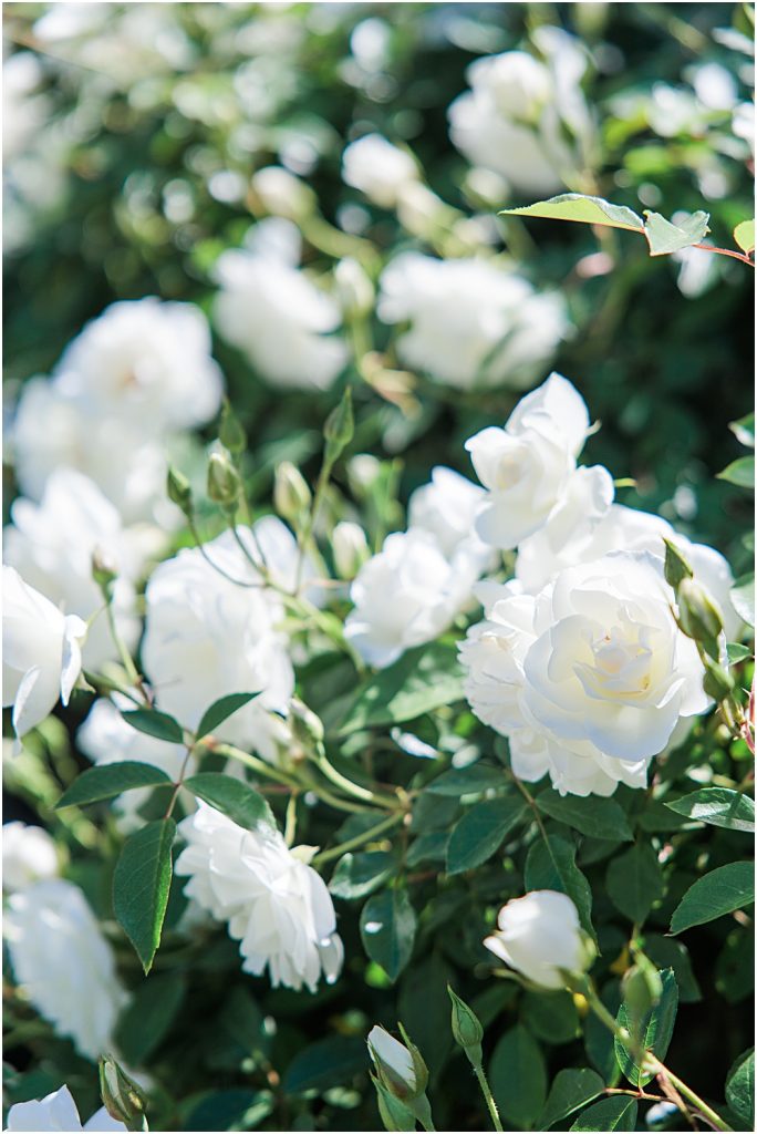 Hawks-Point-Redhawk-Gold-Course-Wedding-Venue-Temecula